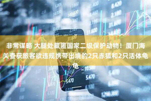 非常谋略 大腿处藏匿国家二级保护动物！厦门海关查获旅客欲违规携带出境的2只赤狐和2只活体龟
